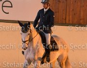 Berlin dei Folletti TosTour2013- S5 3171 : Arezzo, Arezzo Equestrian Centre, Berlin dei Folletti, Cavalli d'Italia, Toscana Tour 2013, foto di Stefano Secchi ©